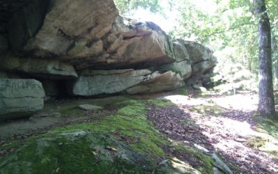 Survival Shelter Construction